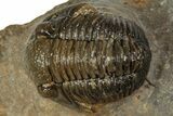 Detailed Gerastos Trilobite Fossil - Morocco #351281-2